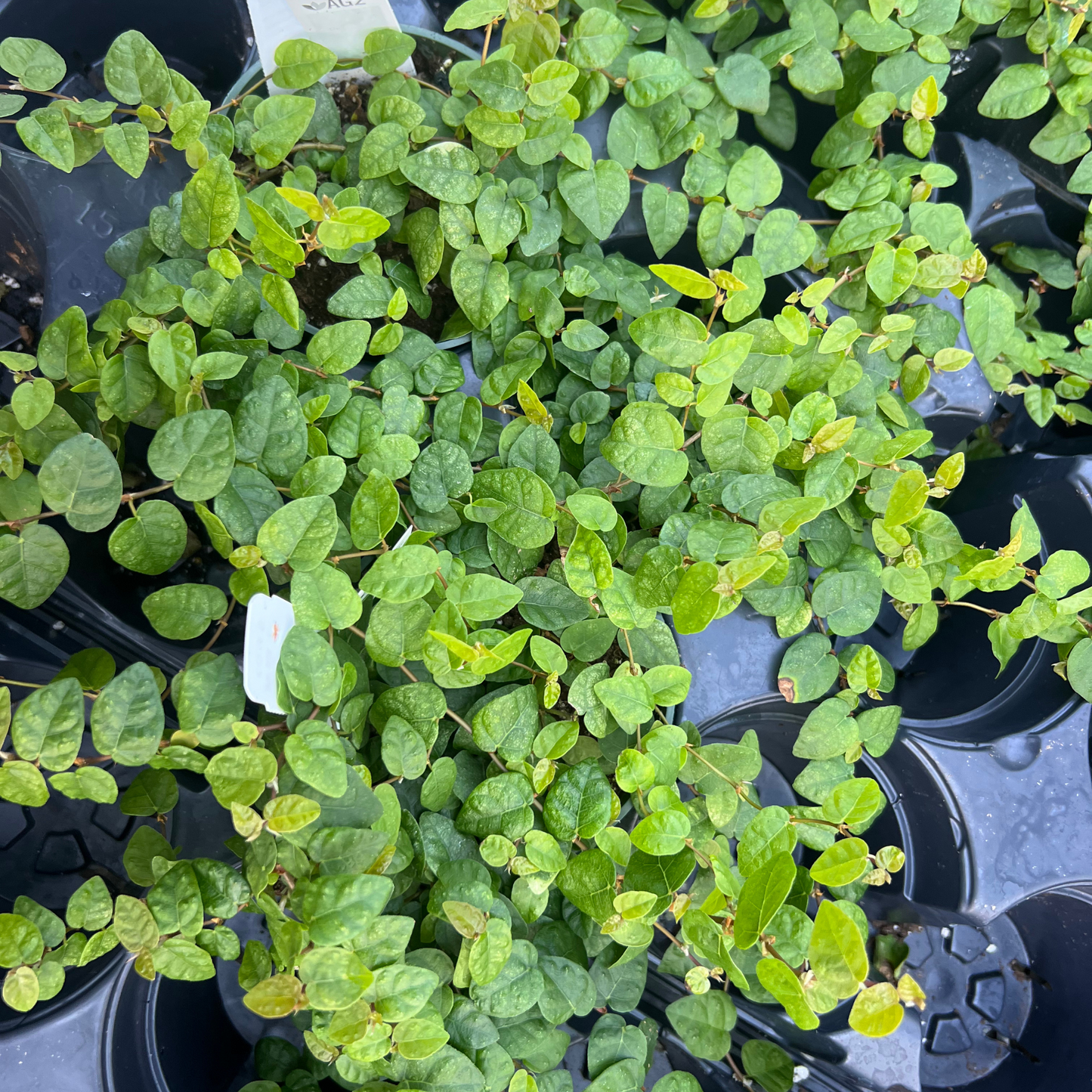 Ficus pumila