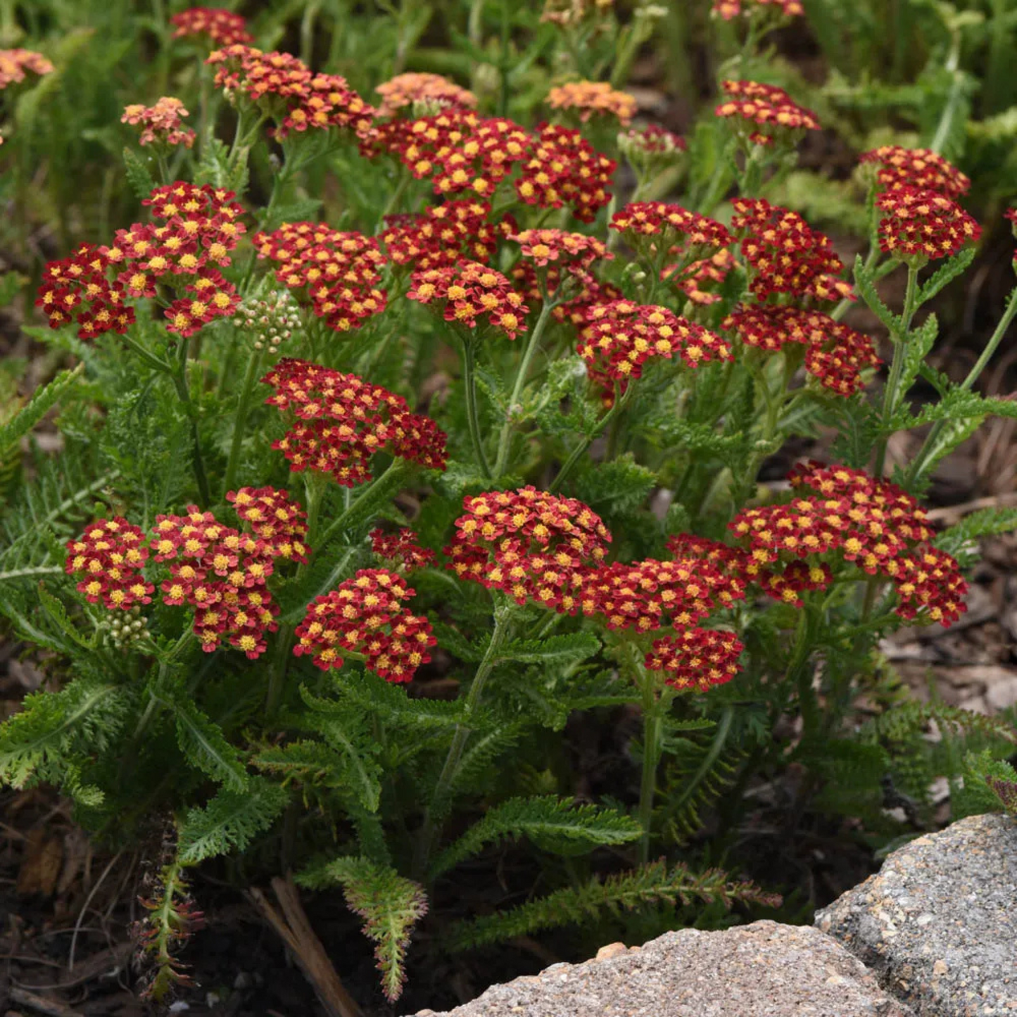 Achillea millefolium Milly Rock Red