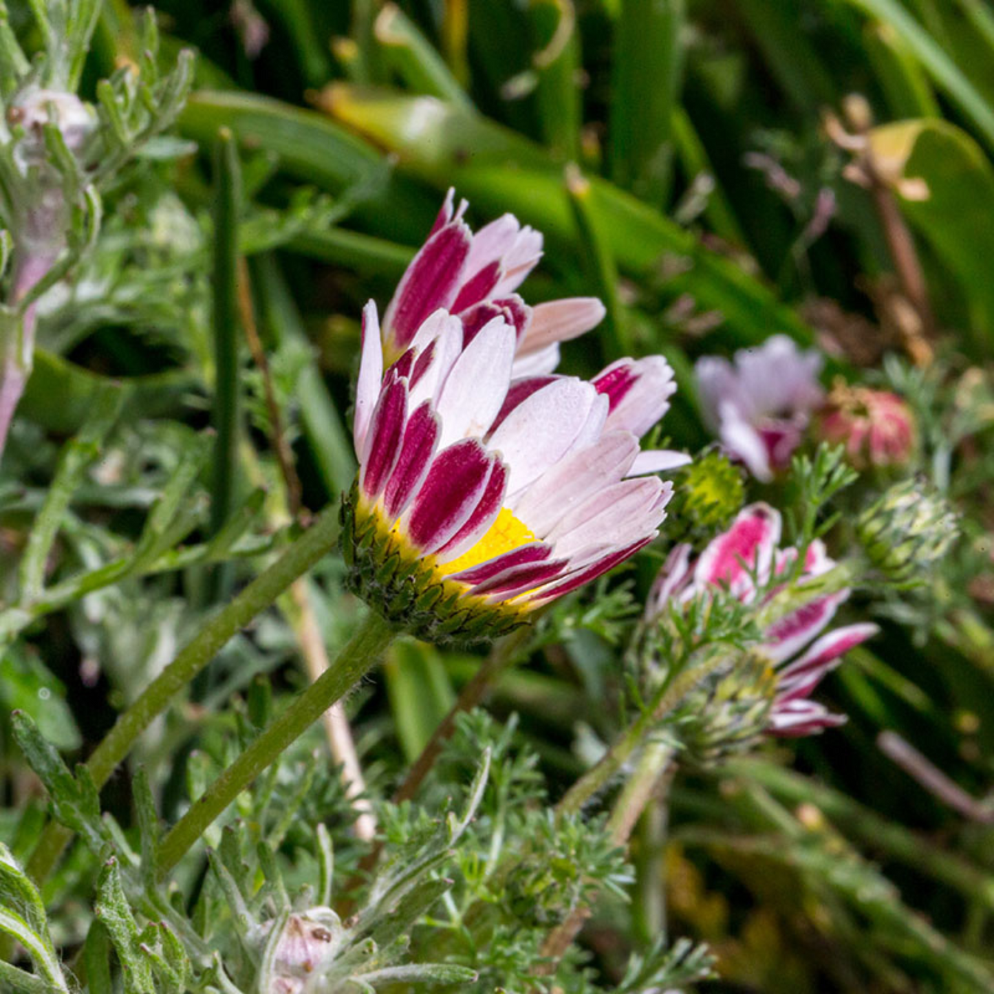 Anacyclus depressus Spring Carpet