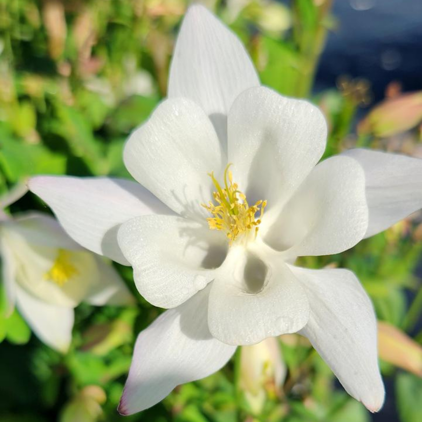 Aquilegia Earlybird White