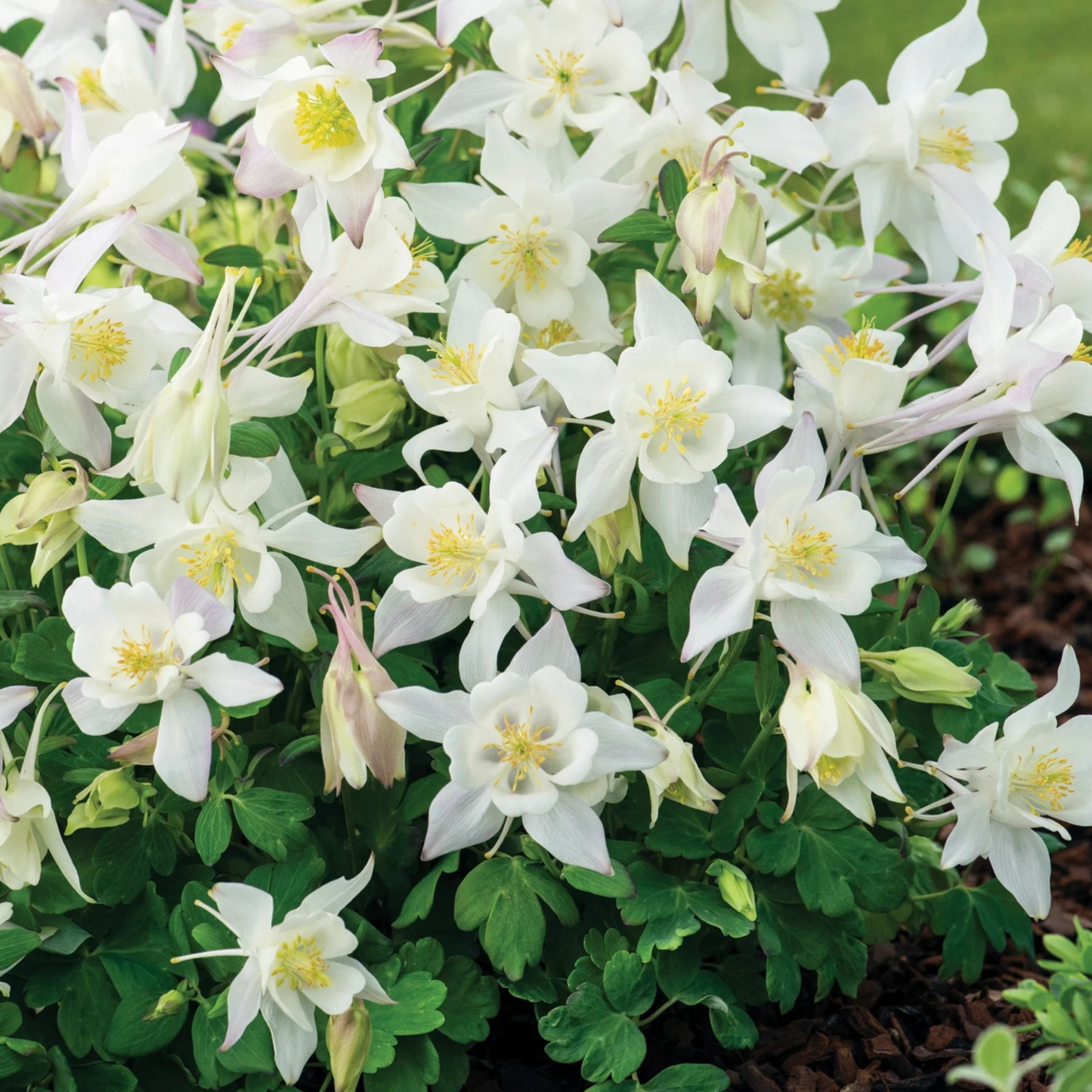 Aquilegia Earlybird White