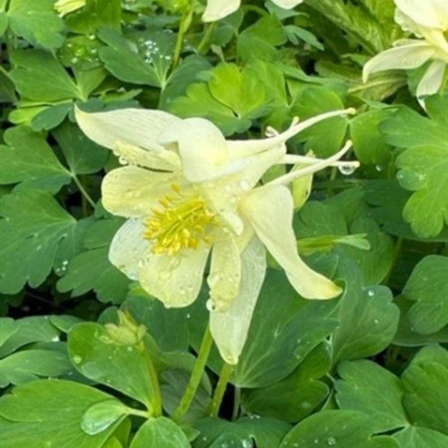 Aquilegia Earlybird Yellow