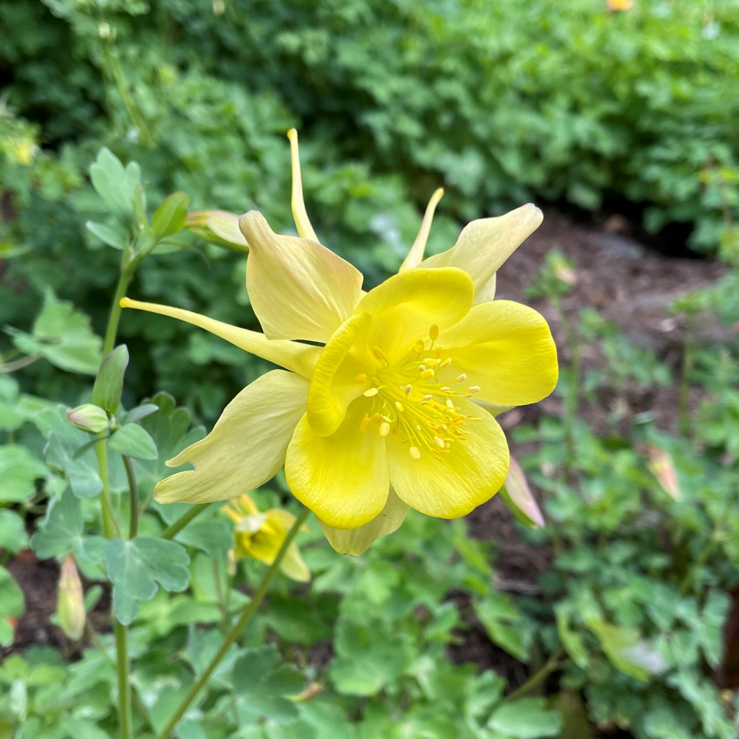 Aquilegia Earlybird Yellow