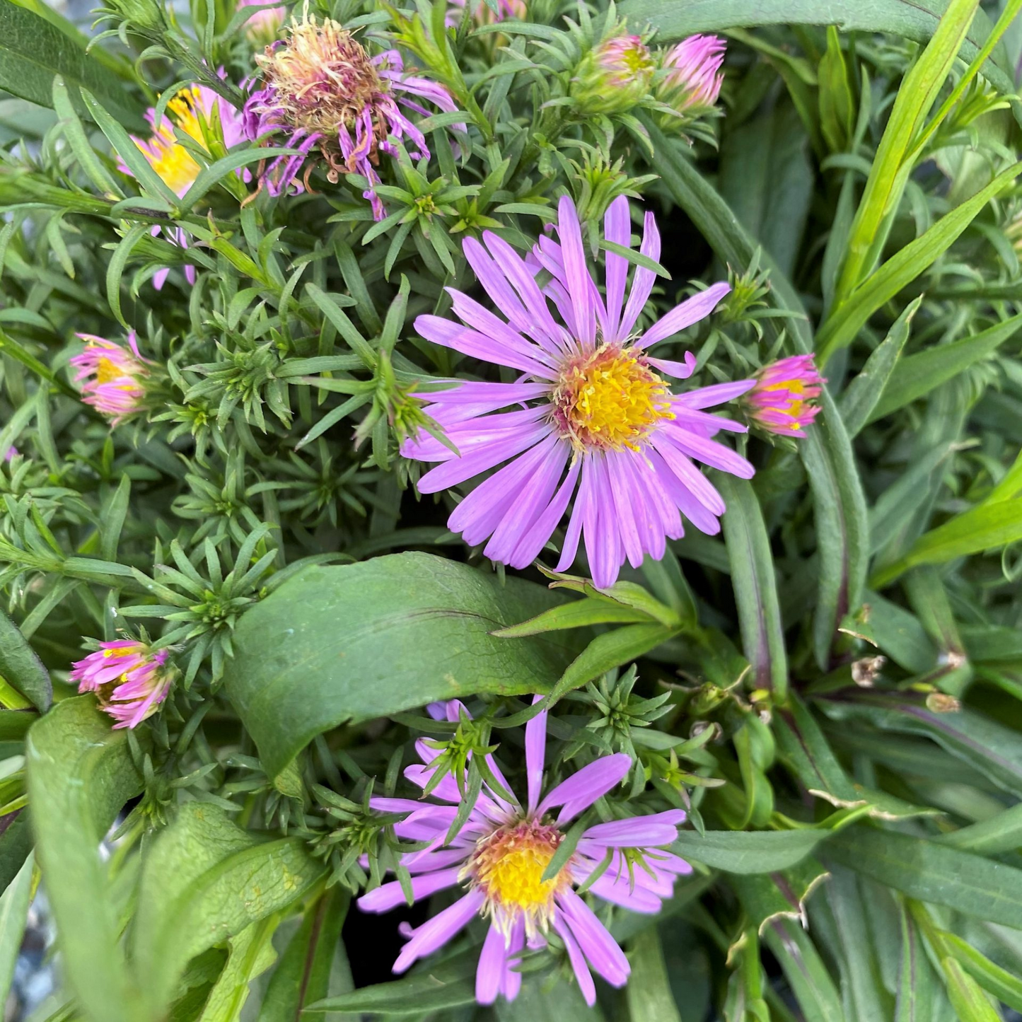Aster dumosus Wood's Pink