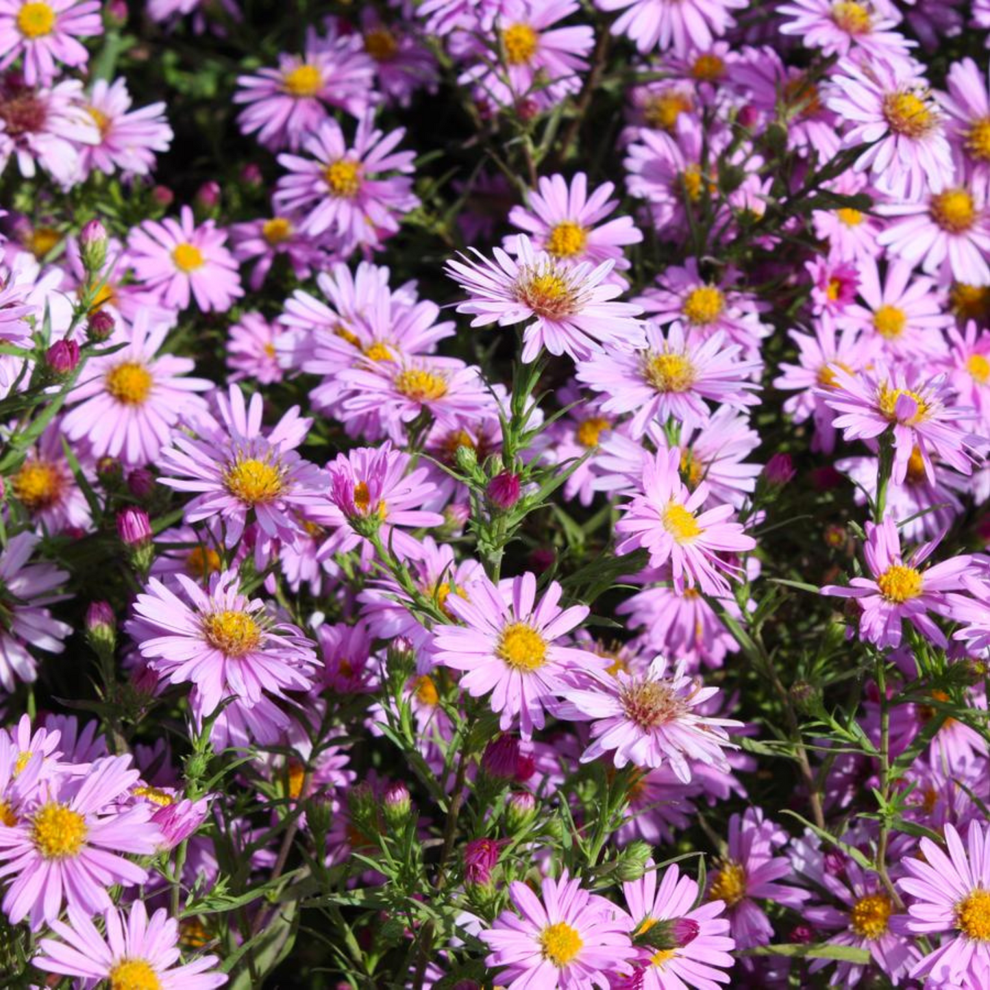 Aster dumosus Wood's Pink