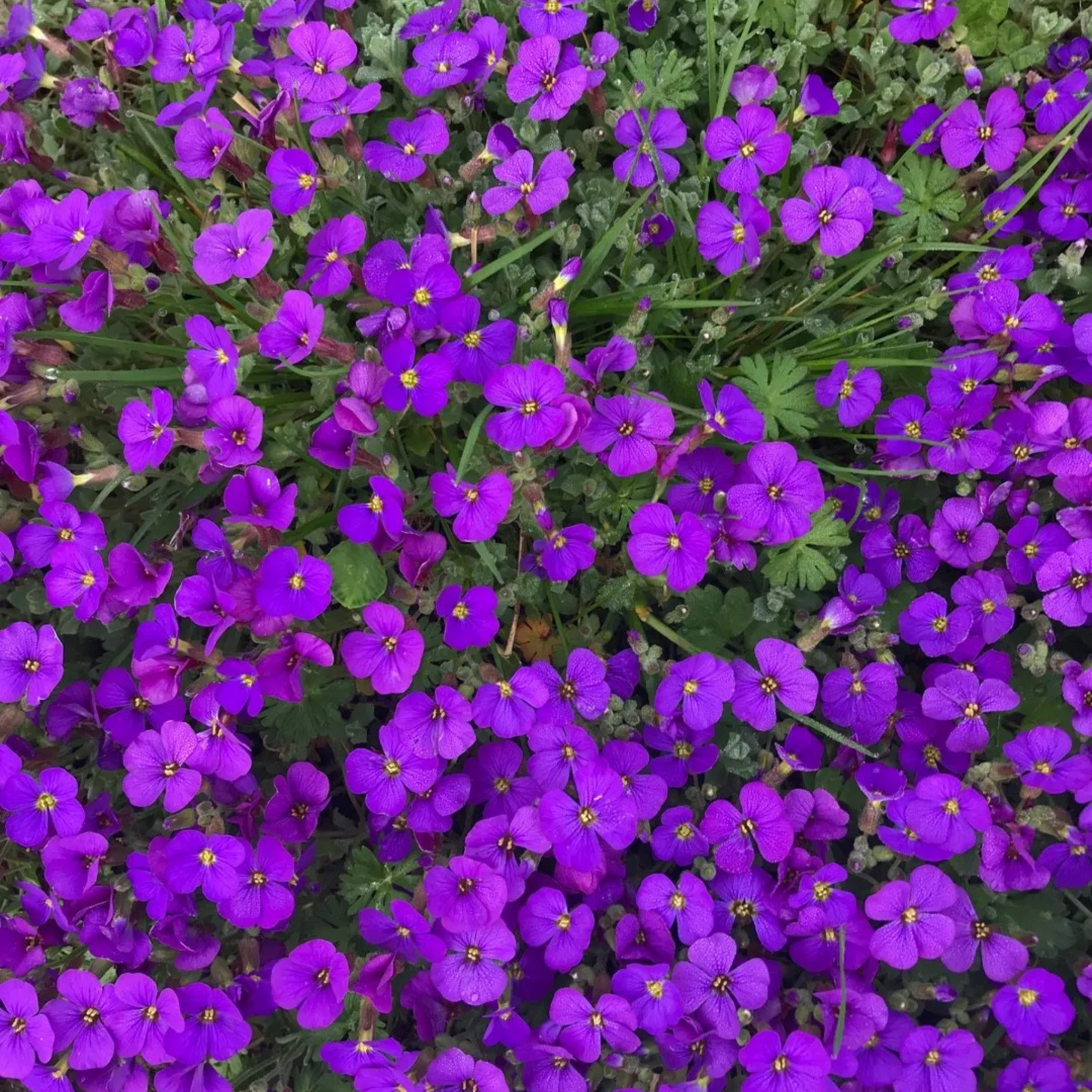 Aubrieta hybrida Audrey Purple Shades