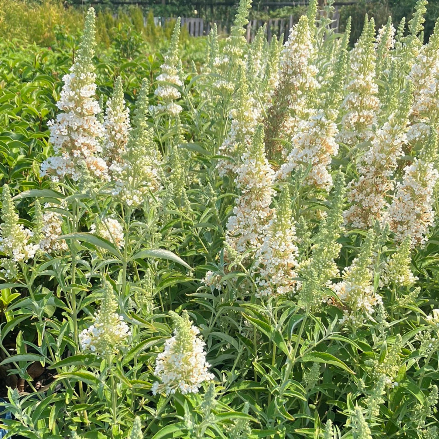Buddleia davidii Buzz Ivory