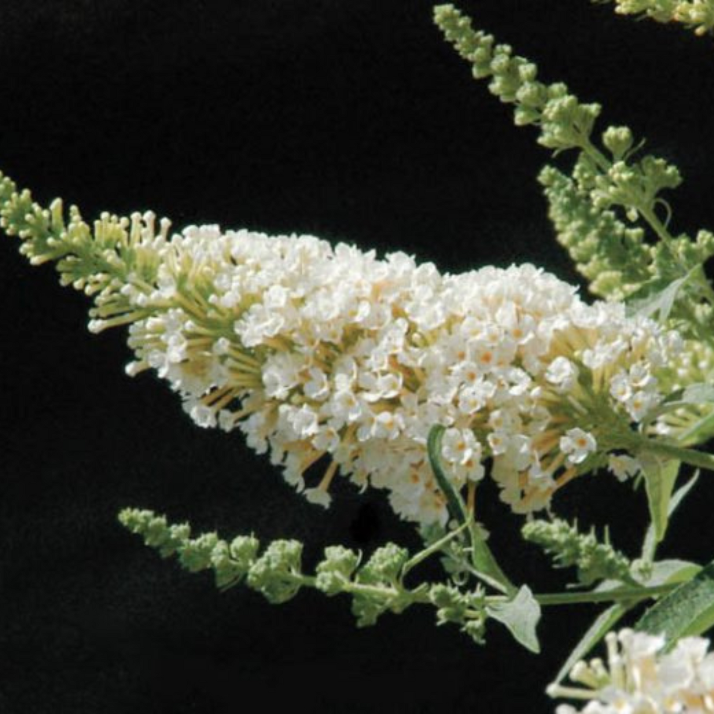 Buddleia davidii Buzz Ivory