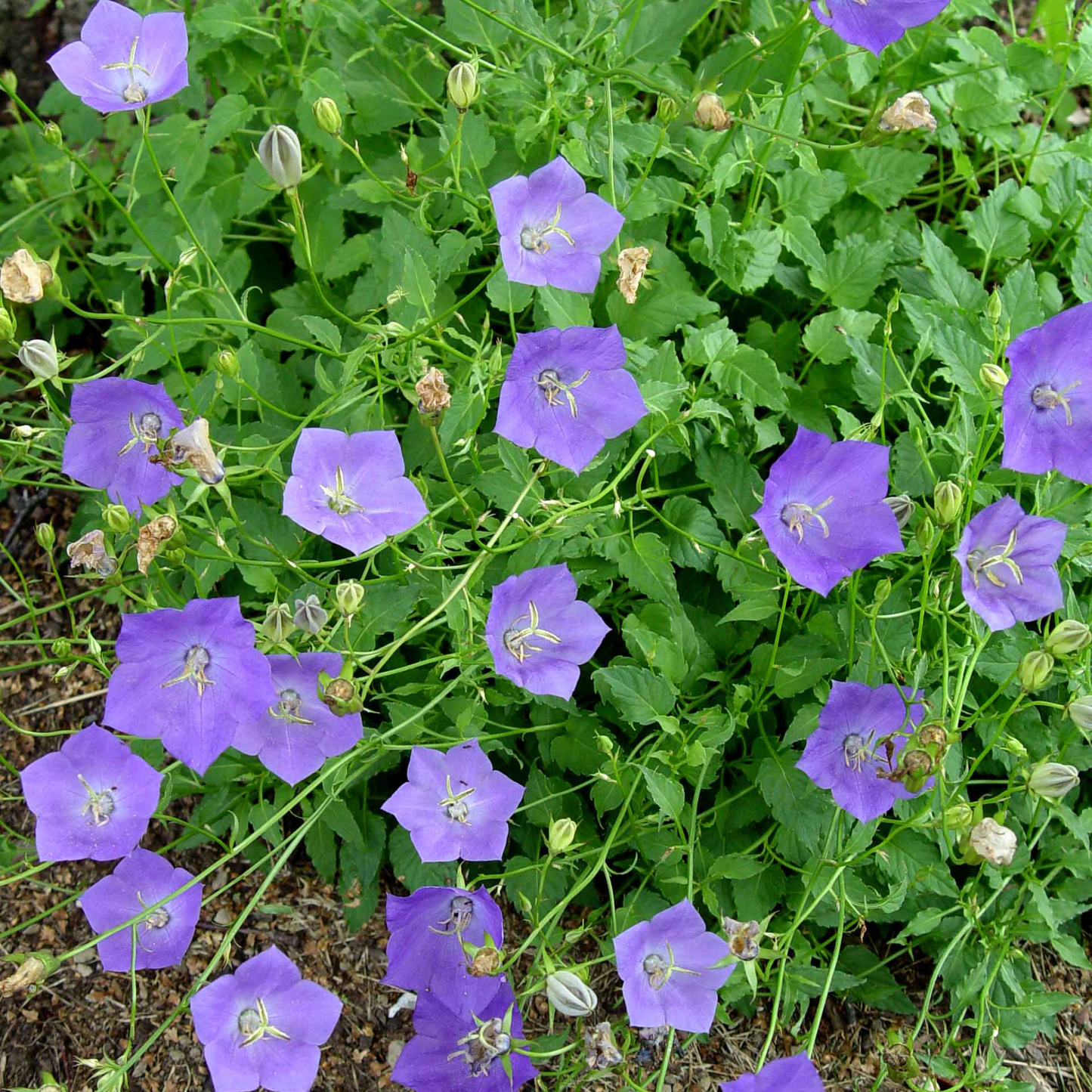 Campanula carpatica Clips Deep Blue