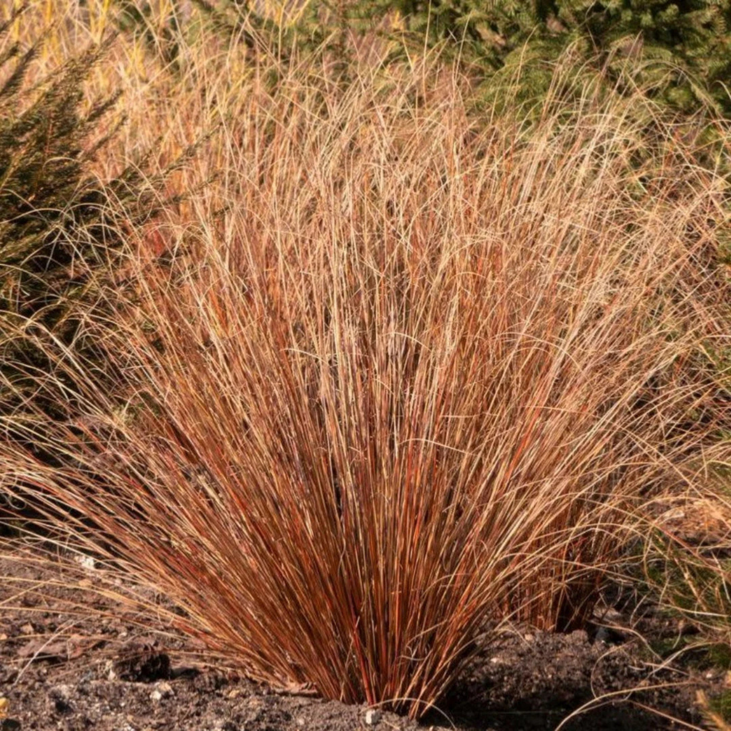 Carex buchananii Red Rooster