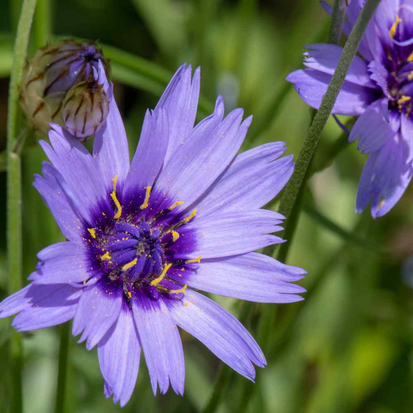 Catananche caerulea Blue