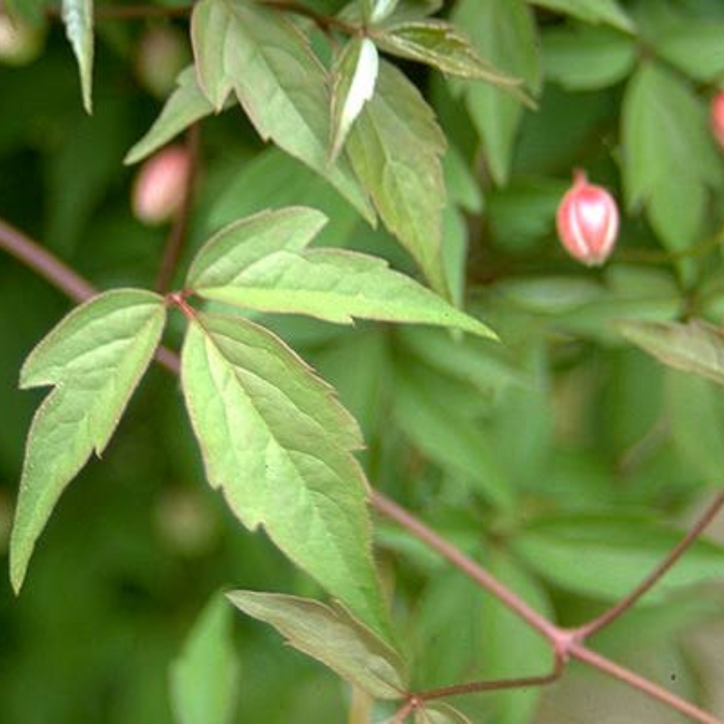 Clematis montana var. Rubens