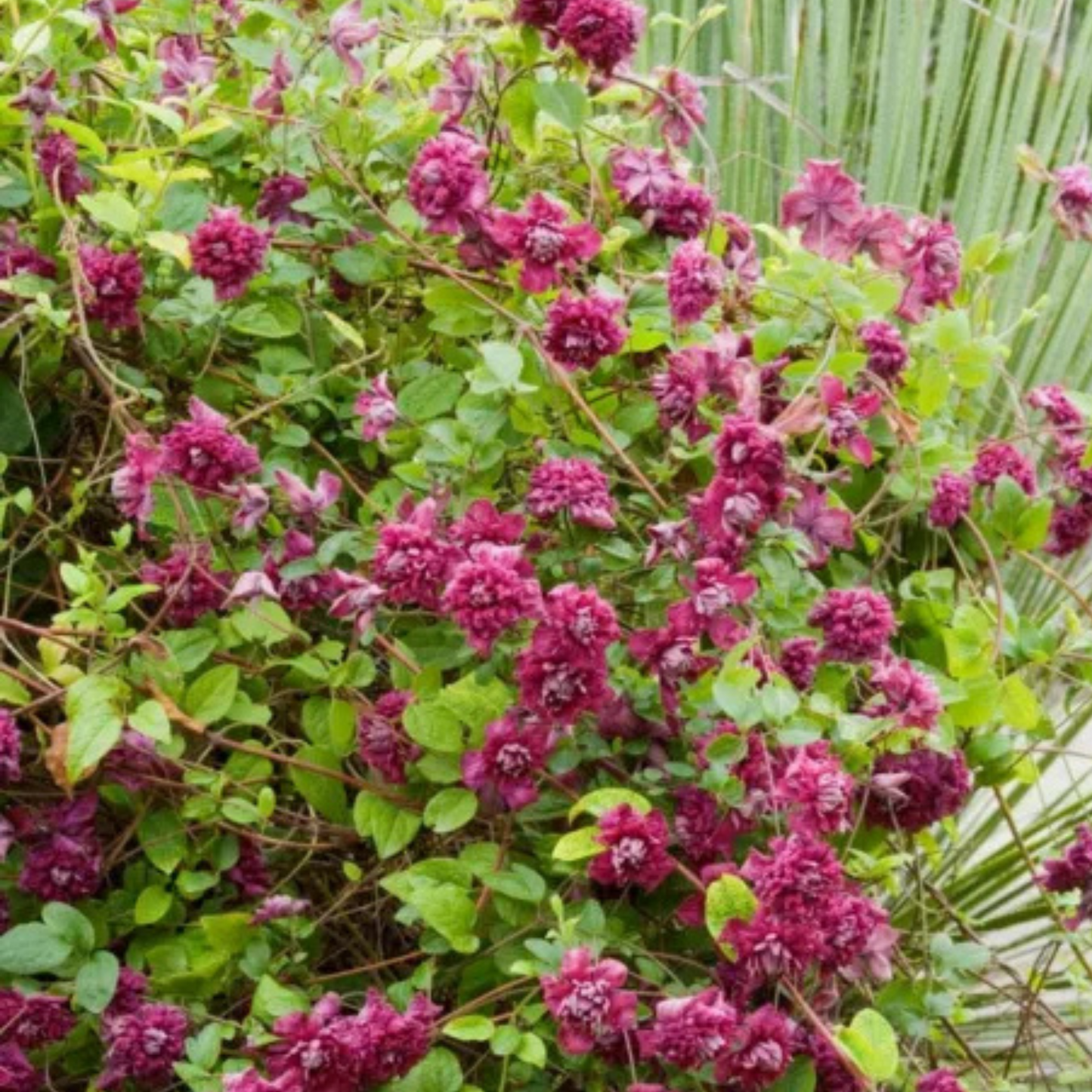 Clematis viticella Purpurea Plena Elegans