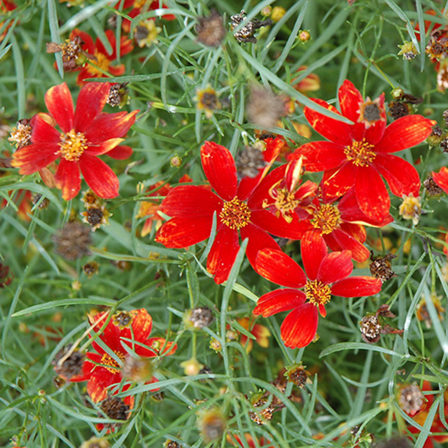Coreopsis verticillata Cruizin' Broad Street