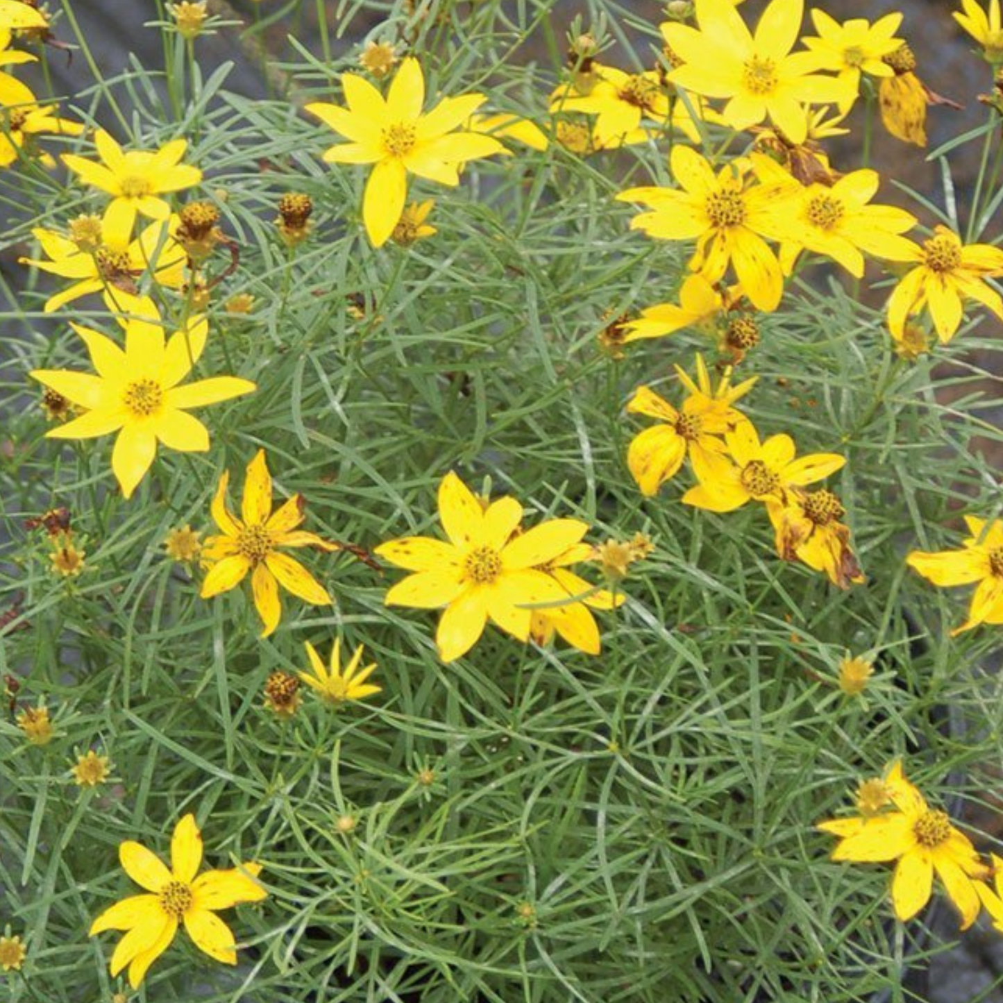 Coreopsis verticillata Zagreb