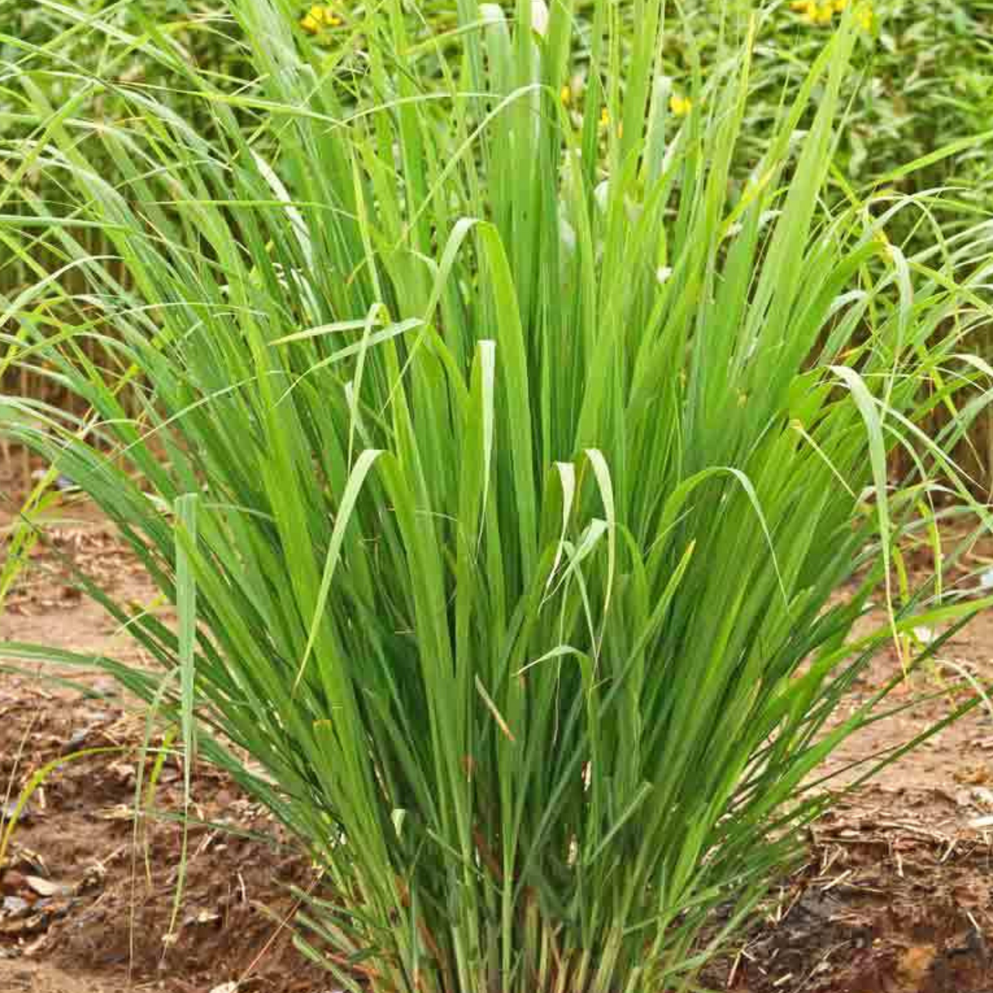 Cymbopagan flexuosus Lemon Grass