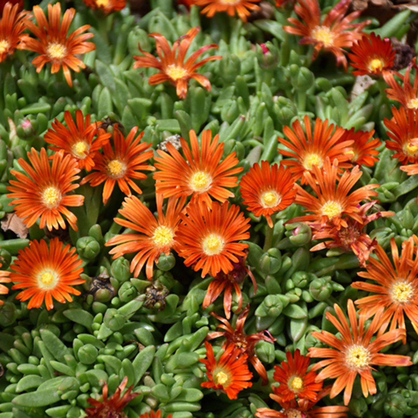 Delosperma Granita Orange