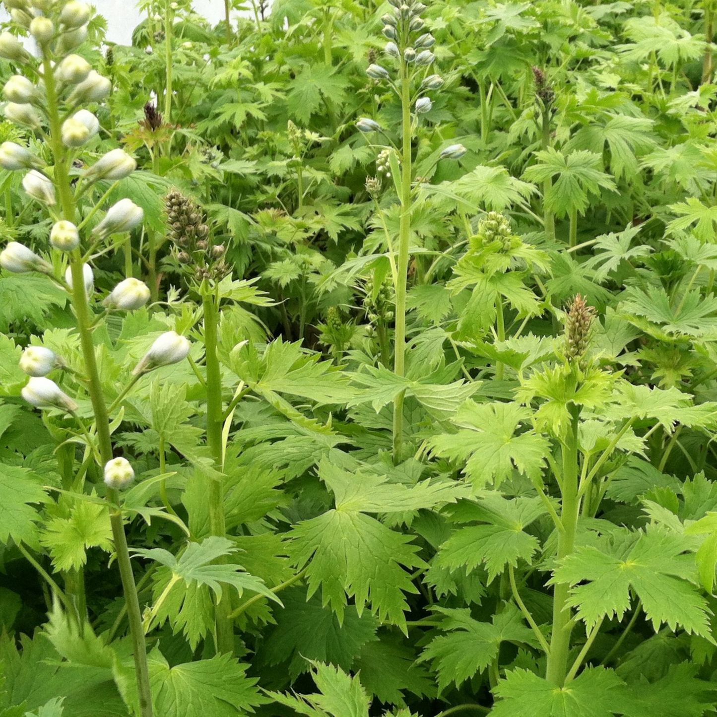 Delphinium elatum Magic Fountain White w/ Dark Bee