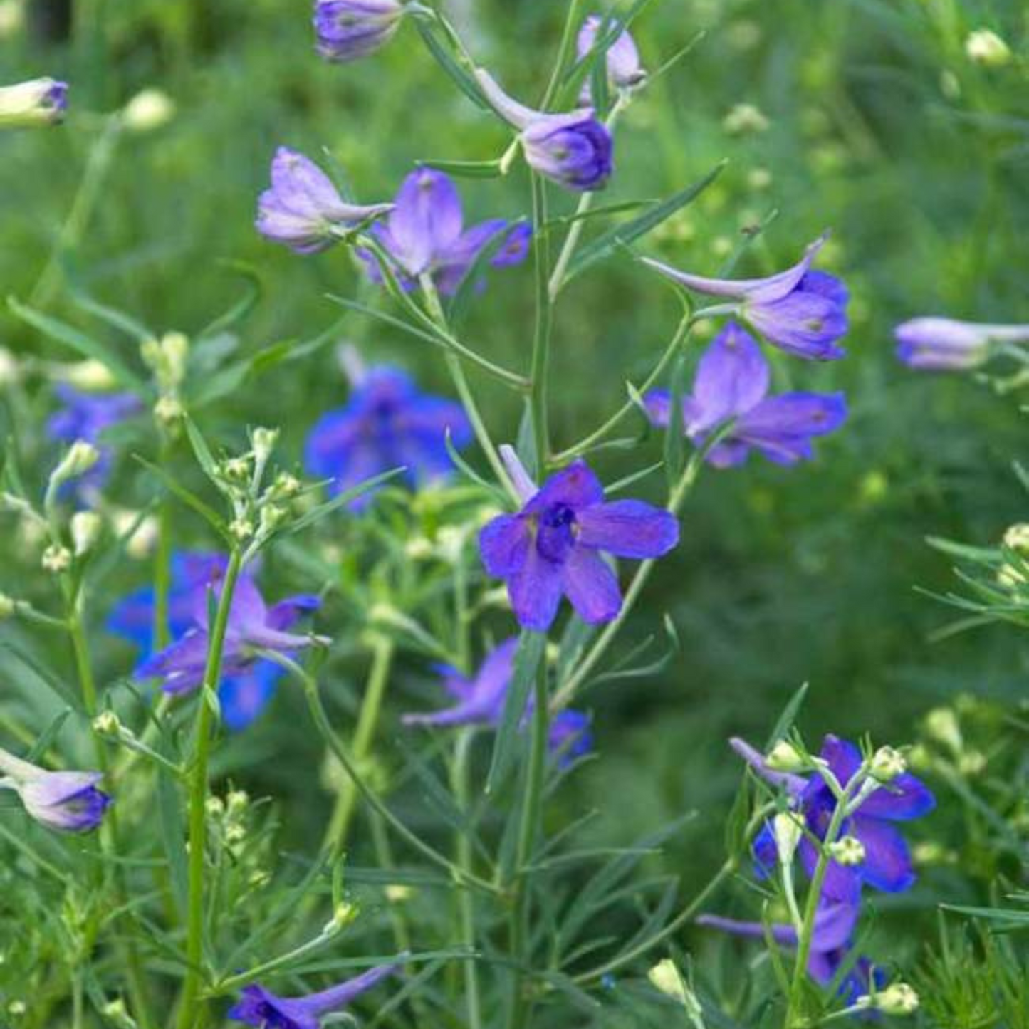 Delphinium grandiflorum Blue Butterfly