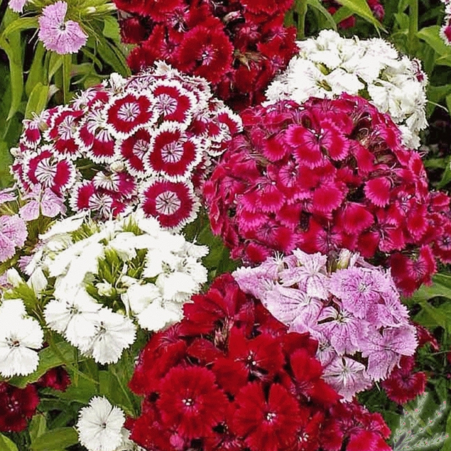 Dianthus barbatus Pinocchio