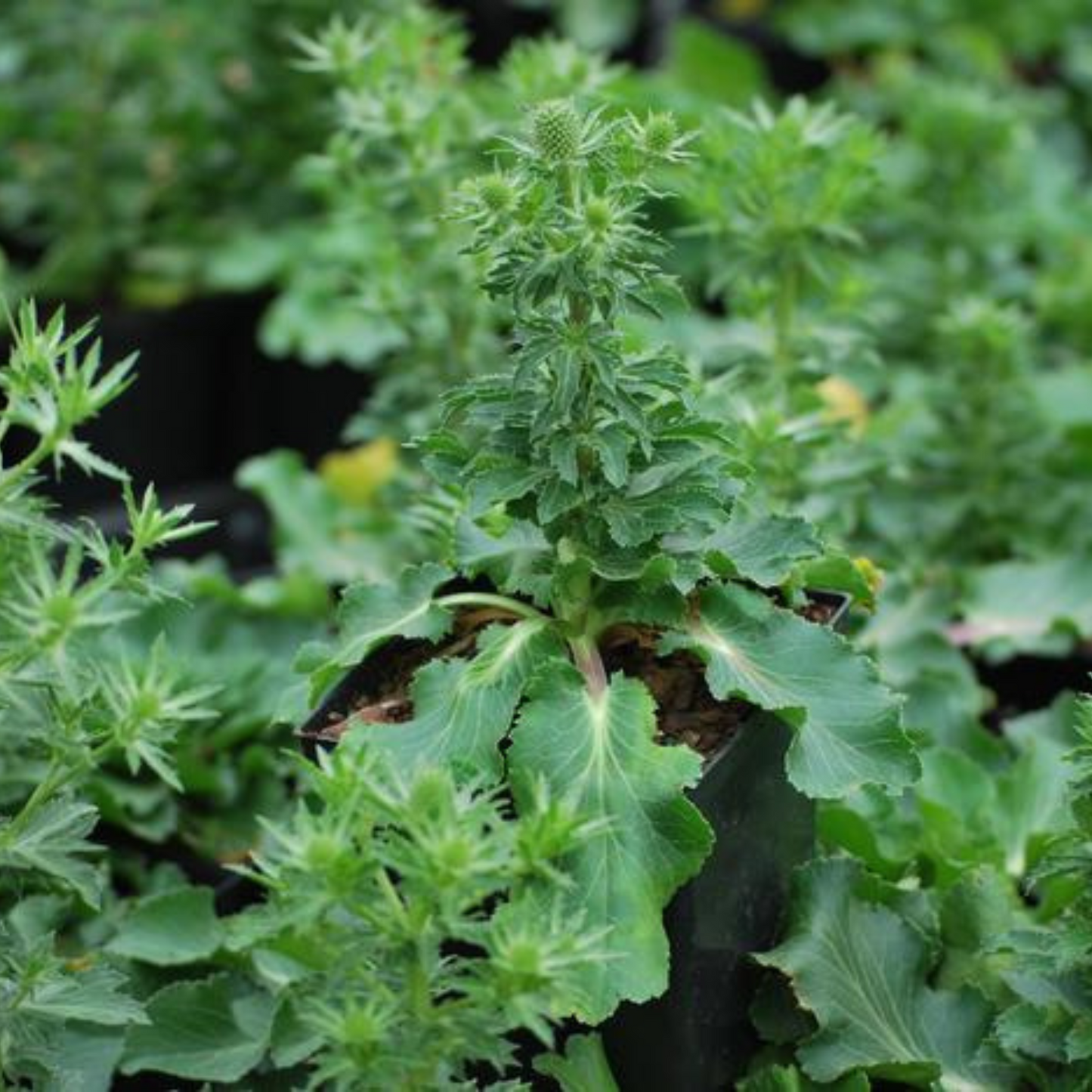 Eryngium planum Blue Hobbit