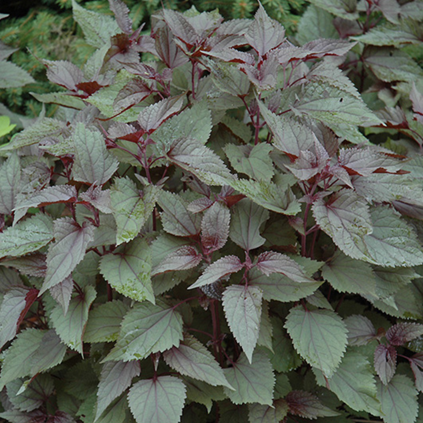 Eupatorium rugosum Chocolate