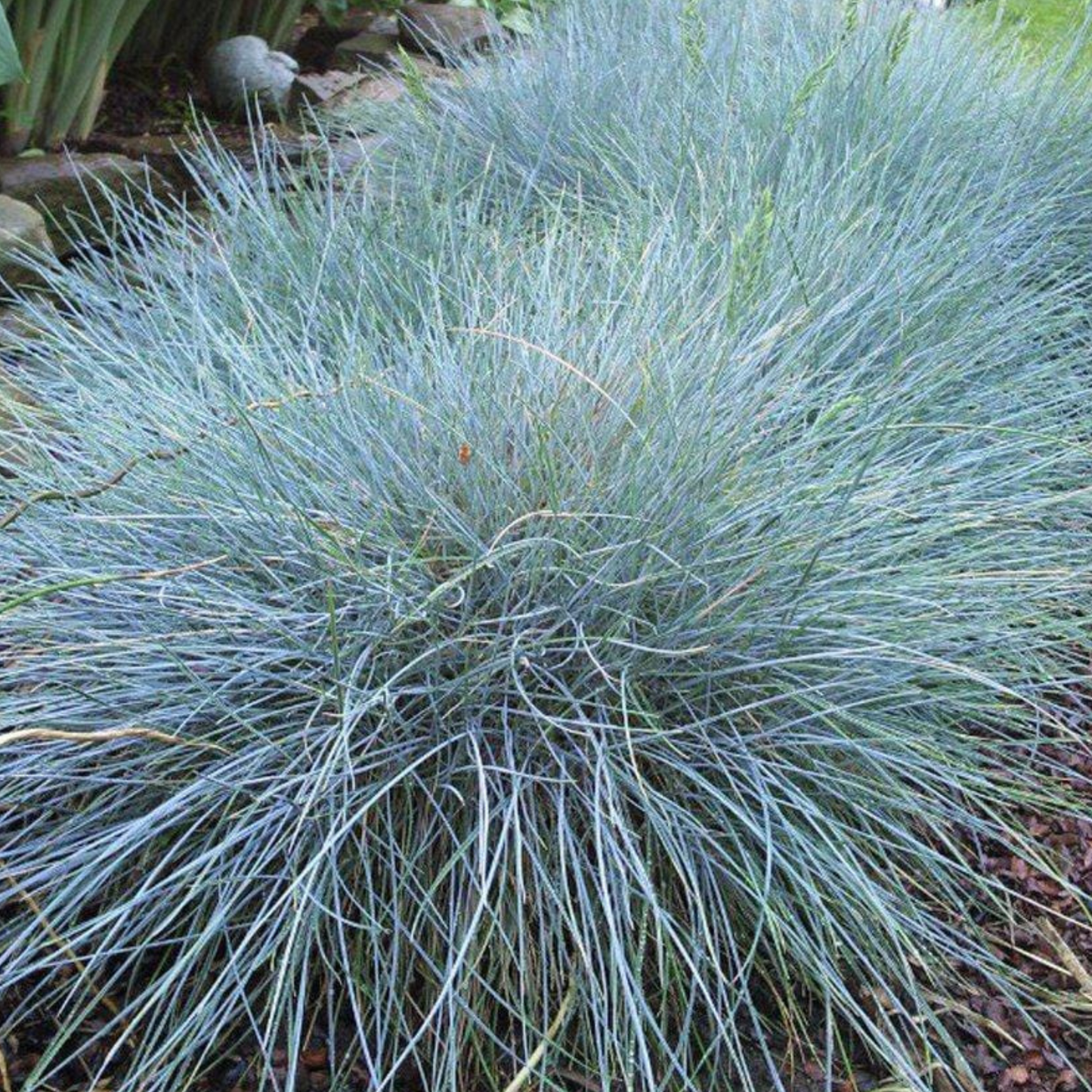 Festuca glauca Elijah Blue