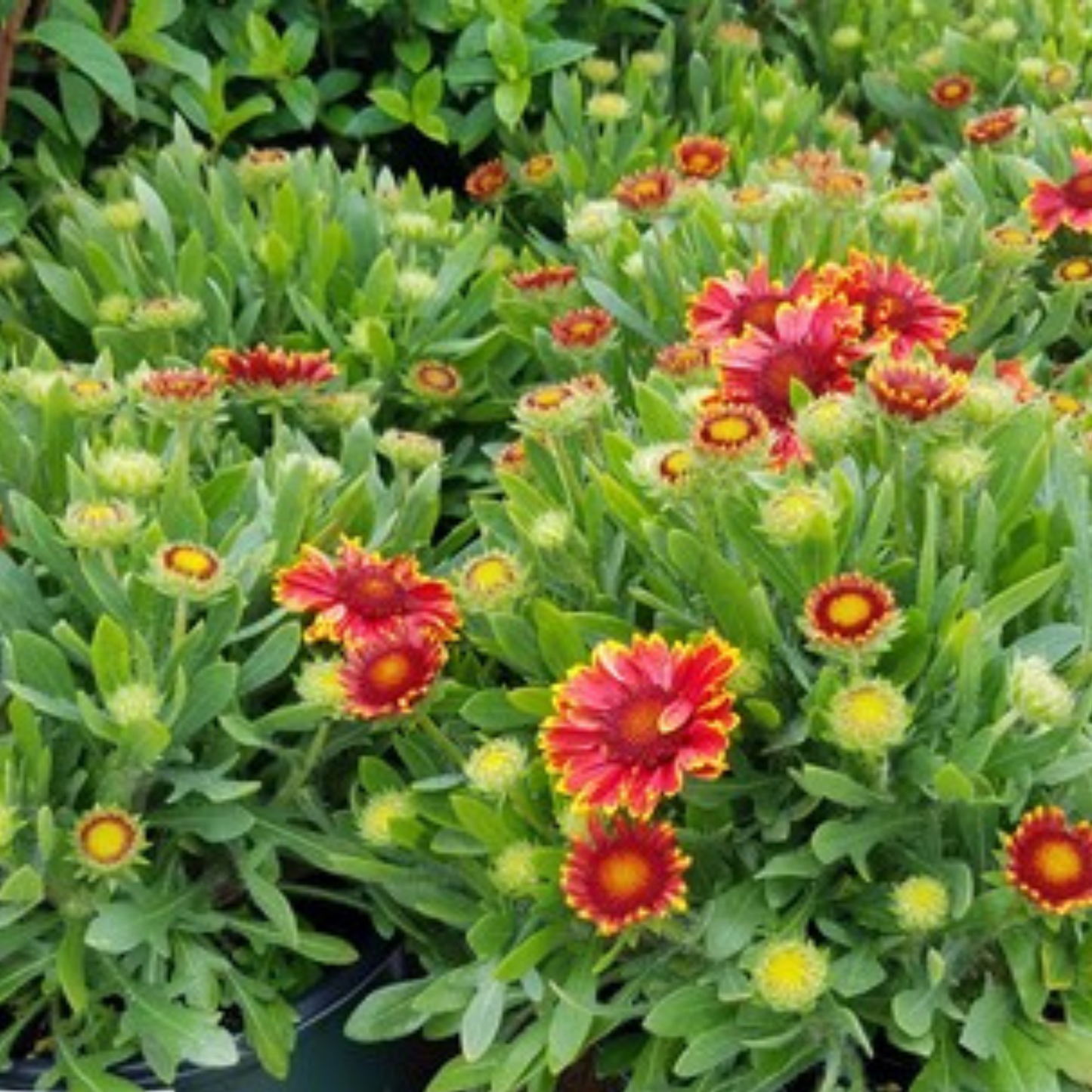 Gaillardia grandiflora Spintop Yellow Touch