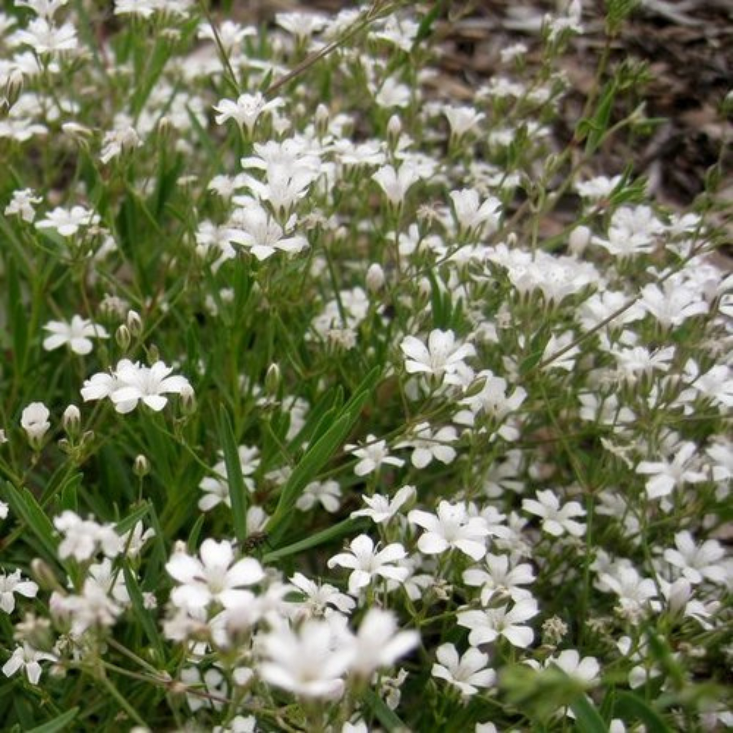 Gypsophila repens Filou White
