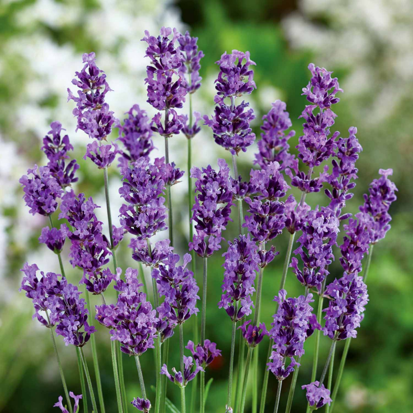 Lavandula angustifolia Munstead