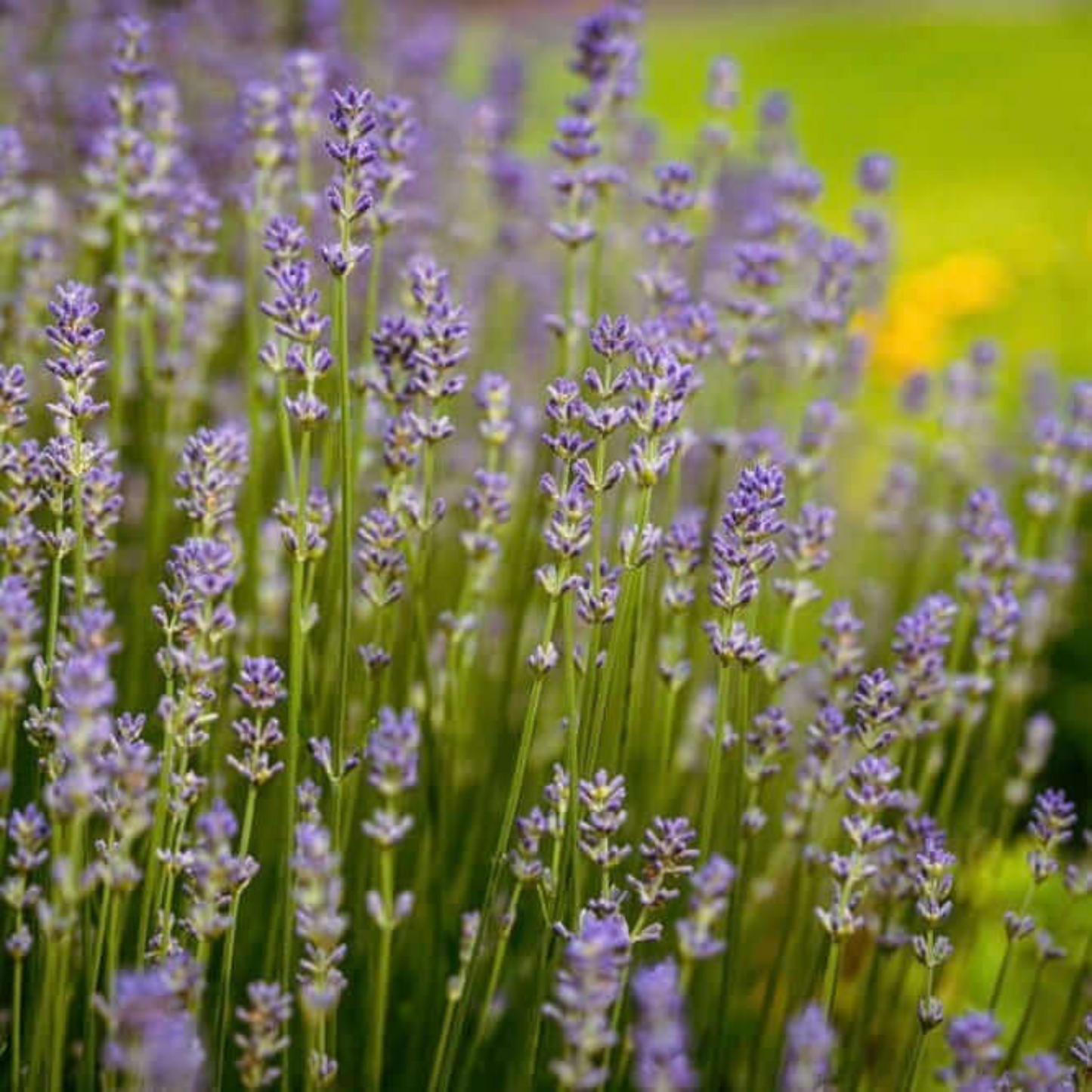Lavandula x intermedia Provence