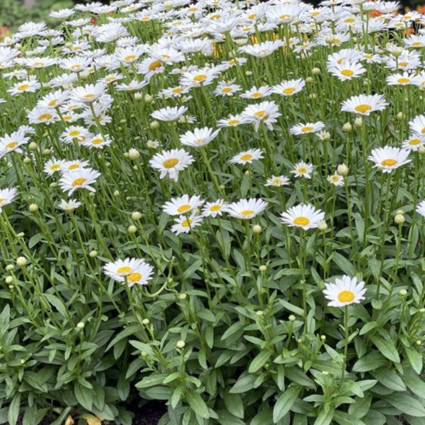 Leucanthemum superbum Snowcap