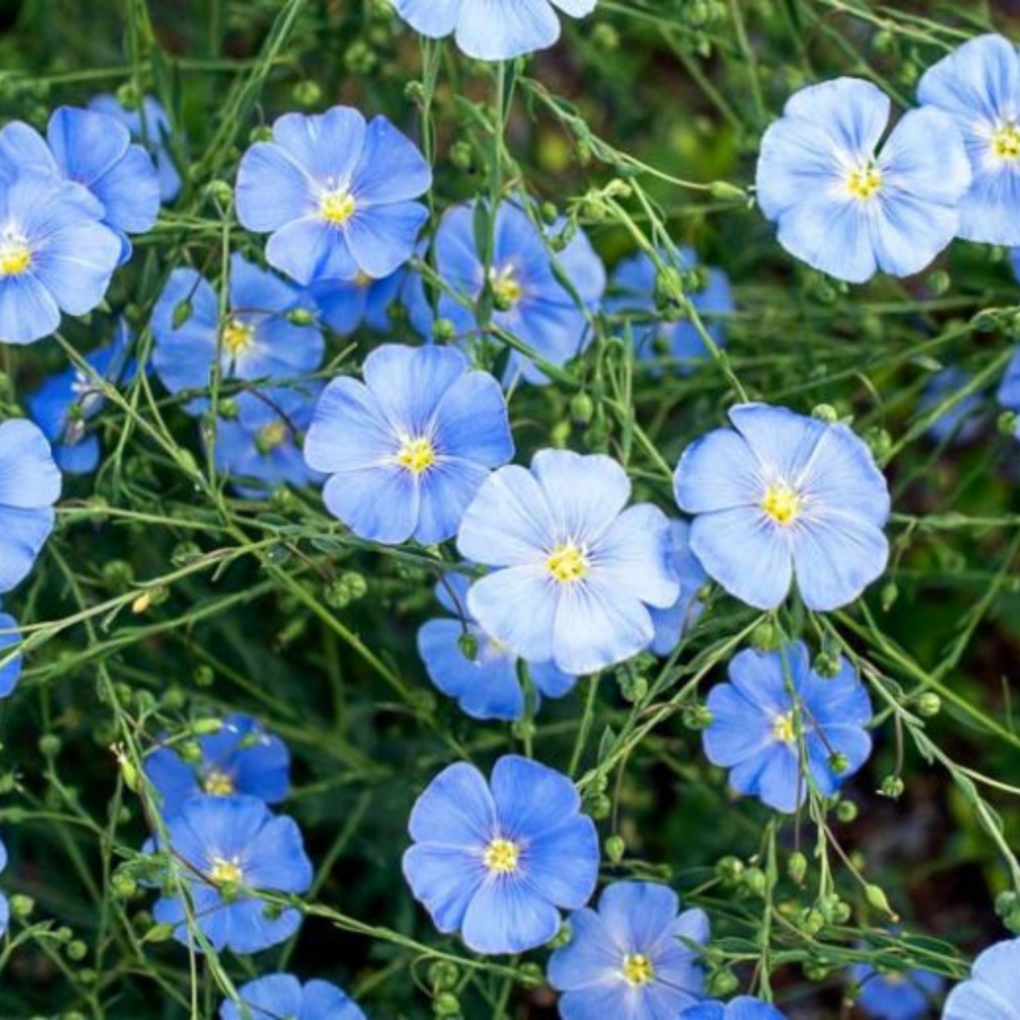 Linum perenne Blue Flax