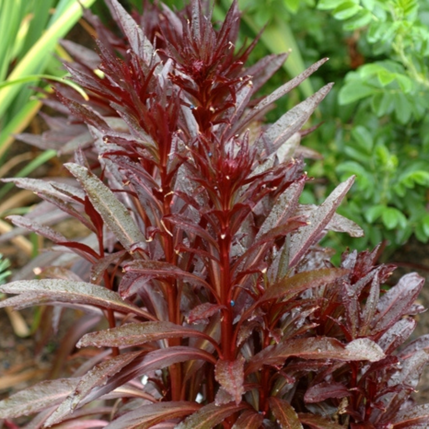 Lobelia fulgens Queen Victoria