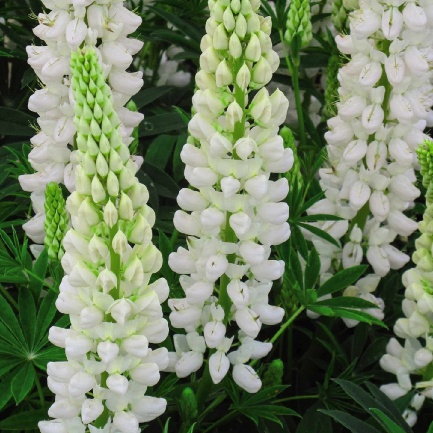 Lupinus polyphyllus Gallery White