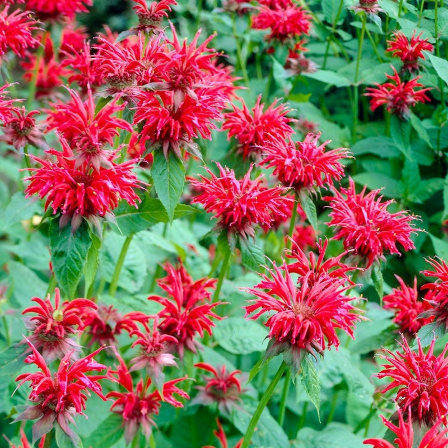 Monarda didyma Bee Mine Red