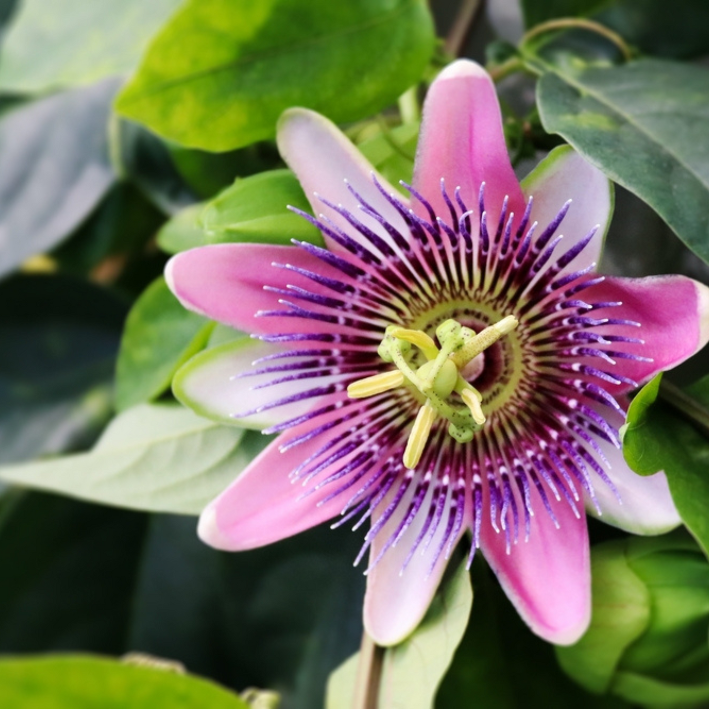 Passiflora caerulea