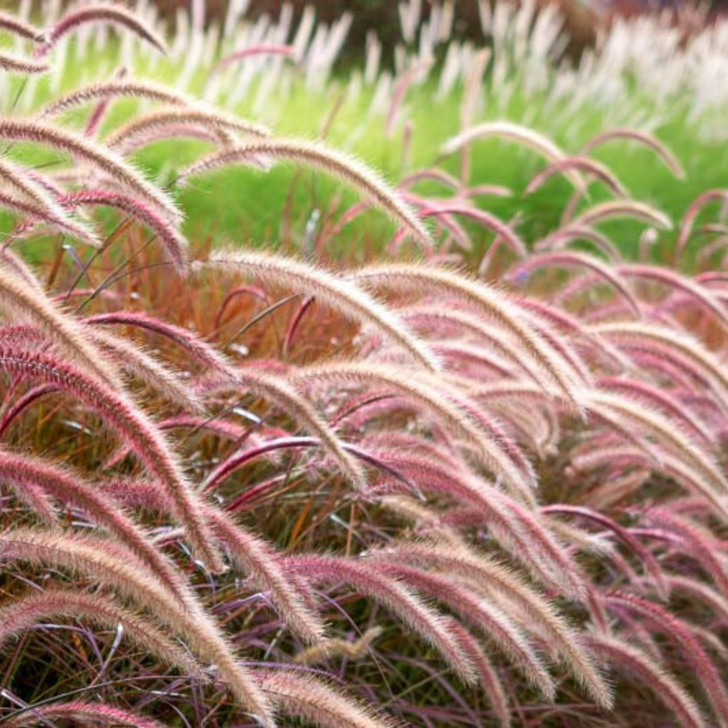 Pennisetum setaceum rubrum