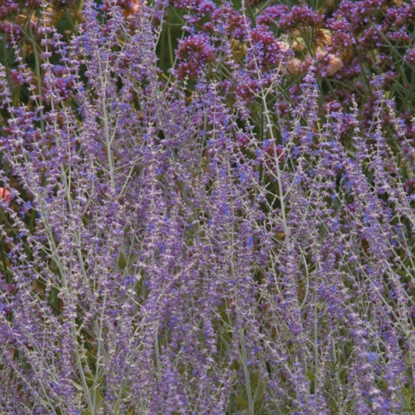 Perovskia atriplicifolia Little Spire