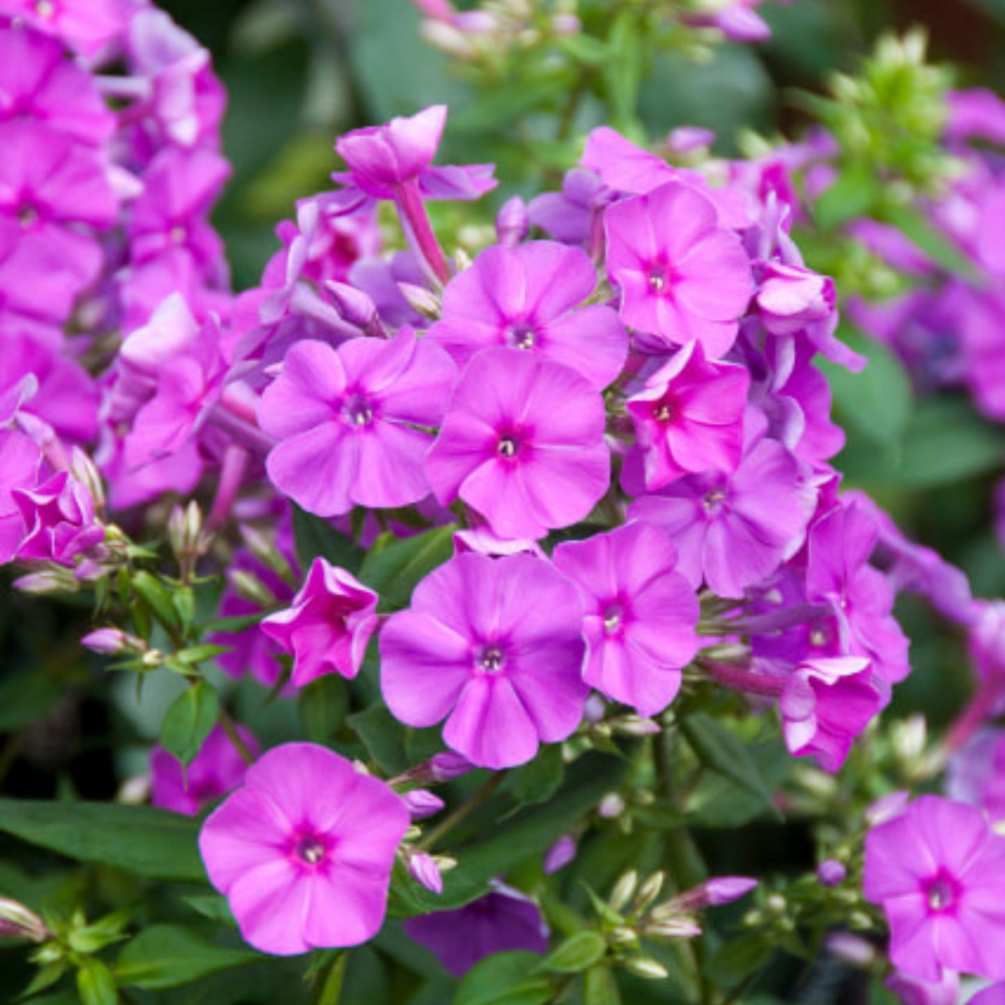 Phlox paniculata Flame Purple Improved