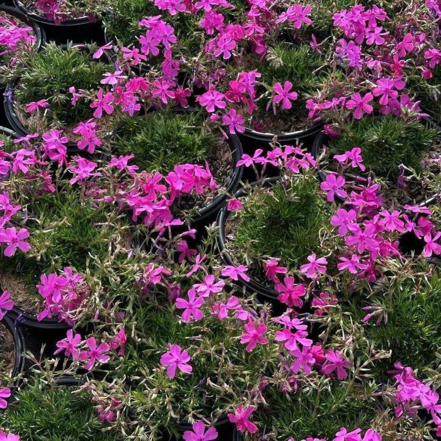 Phlox subulata Drummond's Pink