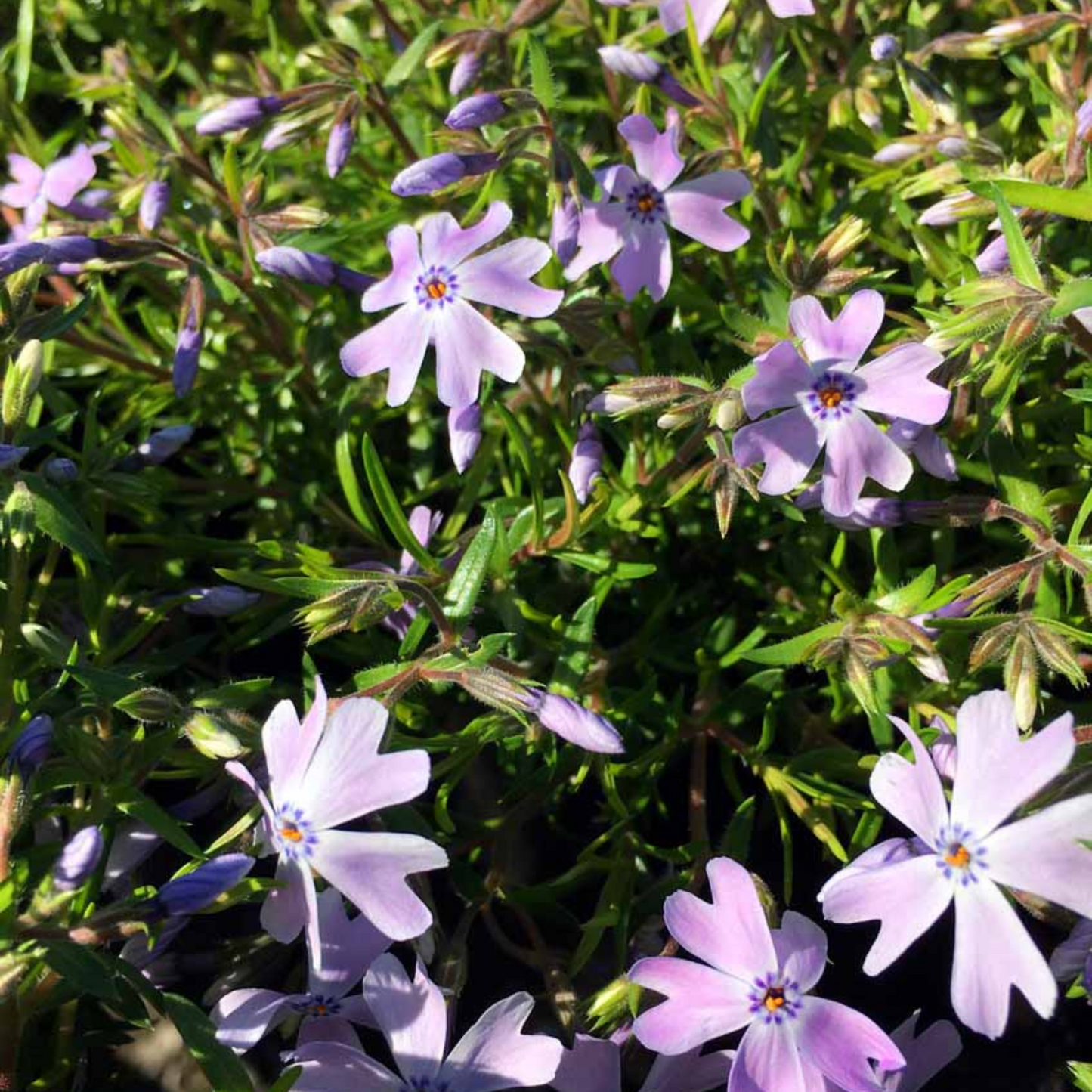 Phlox subulata Emerald Blue