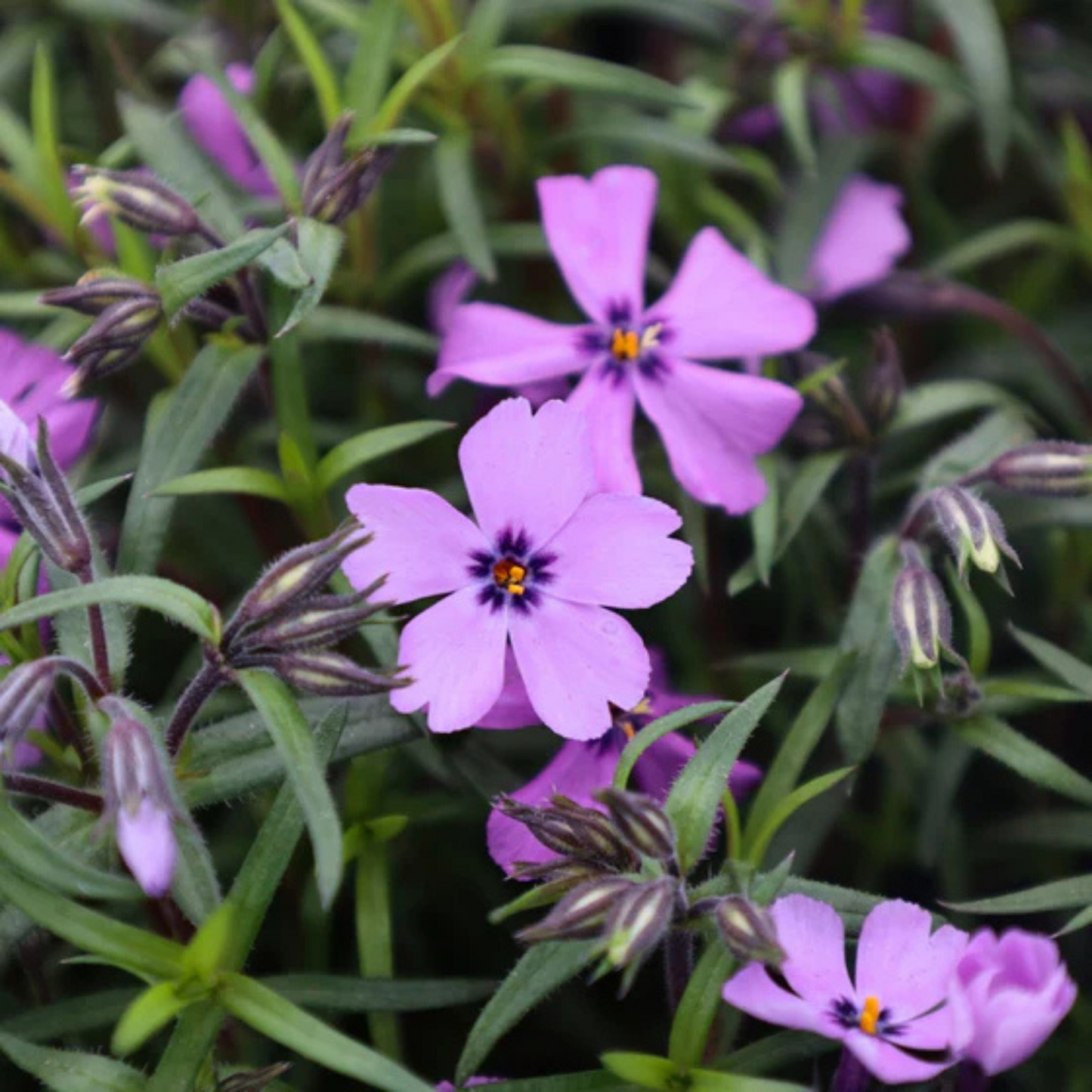 Phlox subulata Purple Beauty