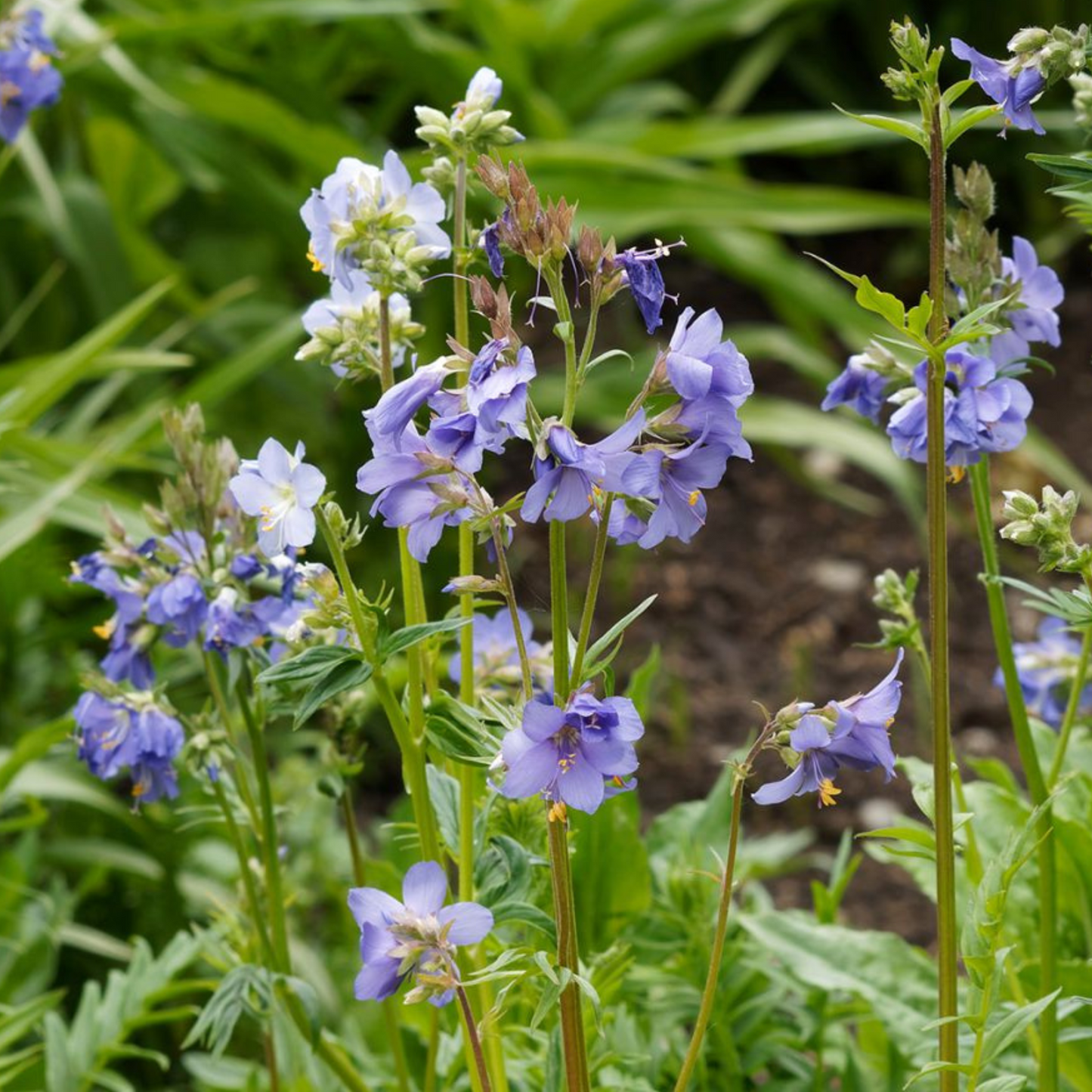 Polemonium caeruleum Blue Pearl