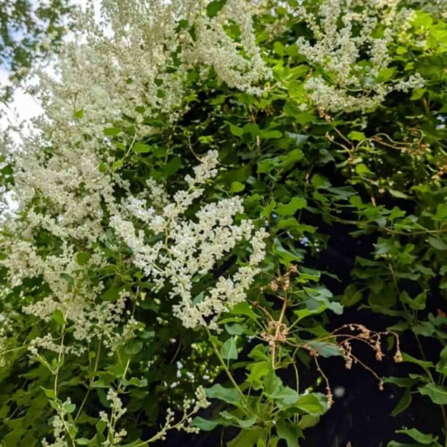 Polygonum fallopia aubertii- Silver Lace Vine