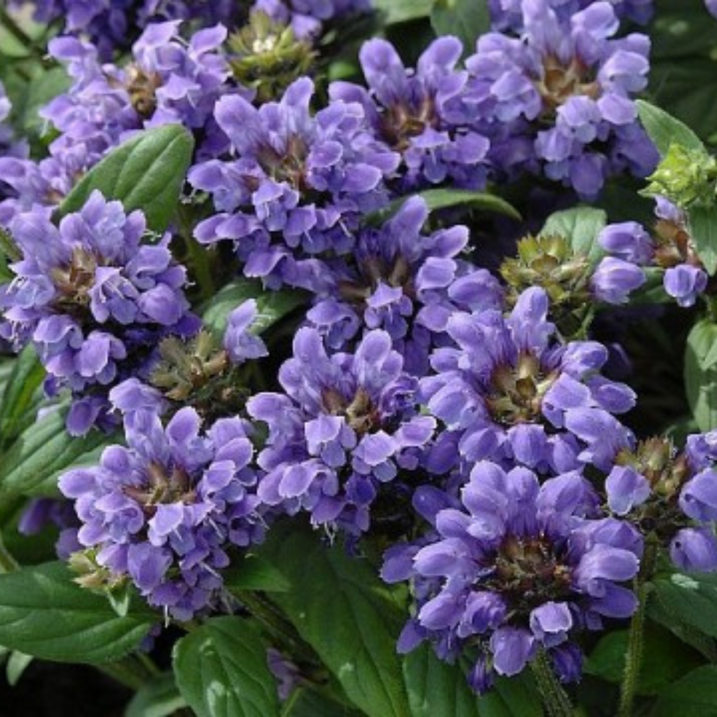 Prunella grandiflora Lacy Blue