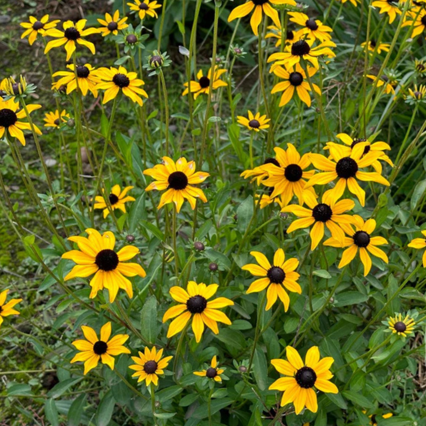 Rudbeckia fulgida Goldstrum