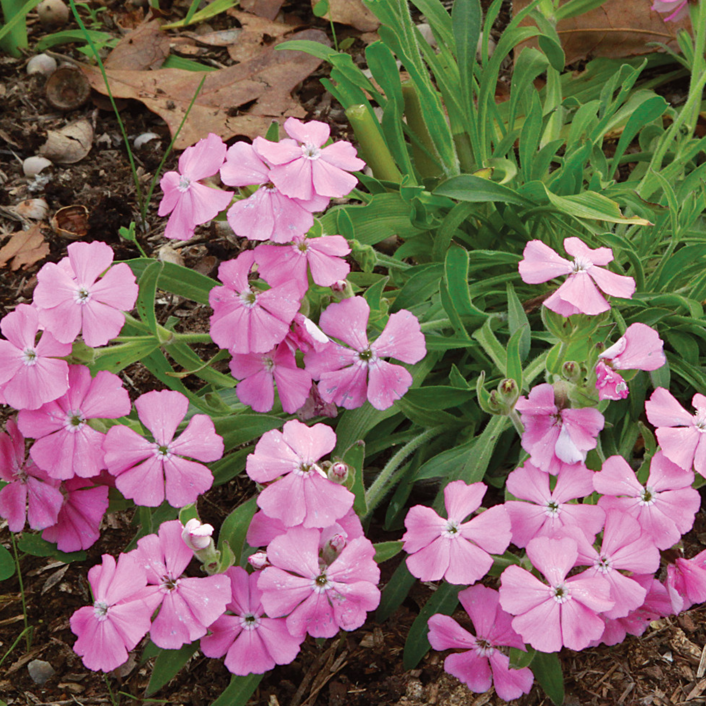 Silene caroliniana Hot Pink