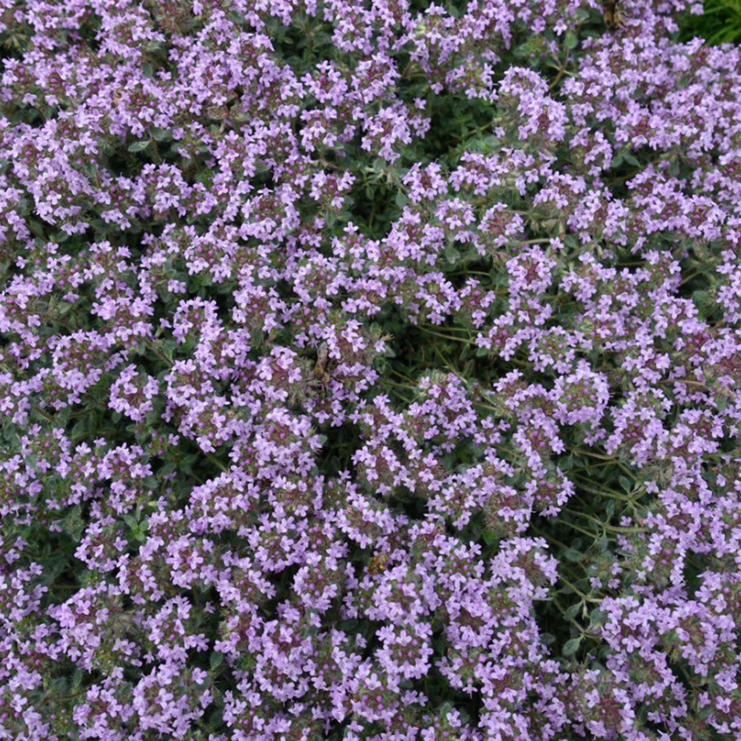 Woolly Thyme