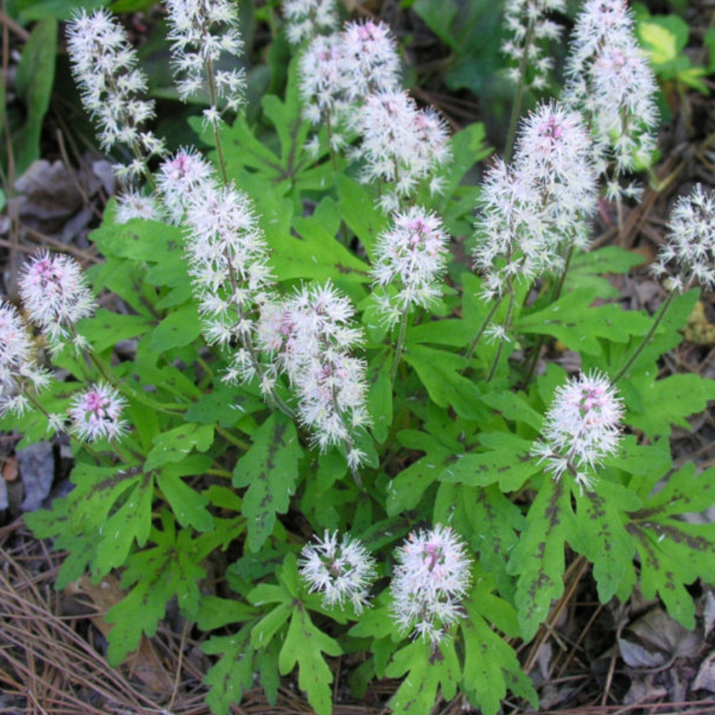 Tiarella wherryi